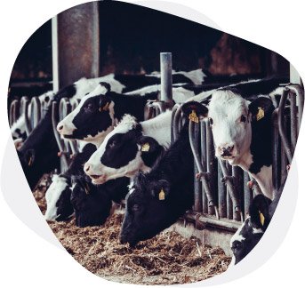 Fonterra | Case Studies | B2BE Resources | Supply Chain Management Solutions