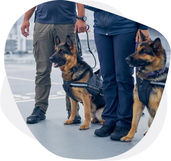 NZ Customs | Case Studies | Supply Chain Management Solutions | B2BE